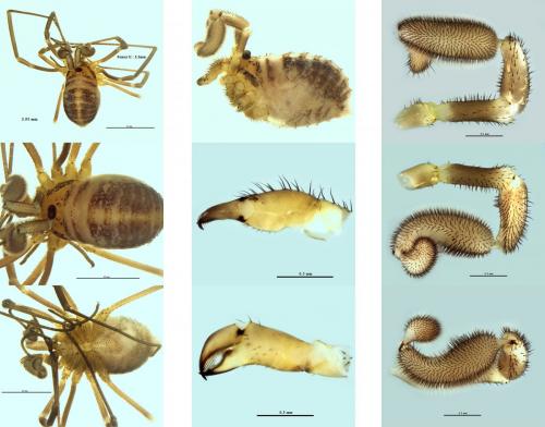 Réf. 267 084 : Sabacon viscayanus ramblaianus